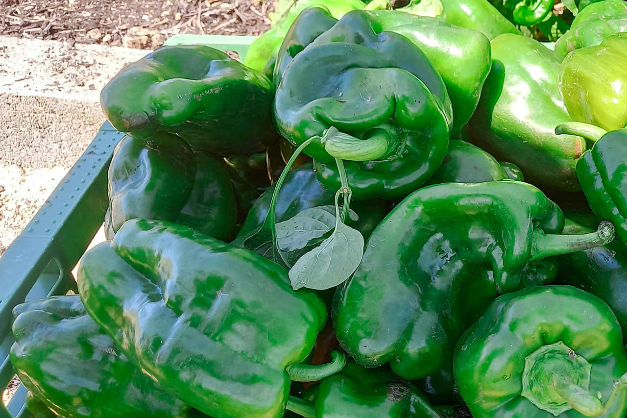 Serviços de hortas orgânicas ou com vegetais, criação de espaços verdes dinâmicos, alimentos sem agrotóxicos